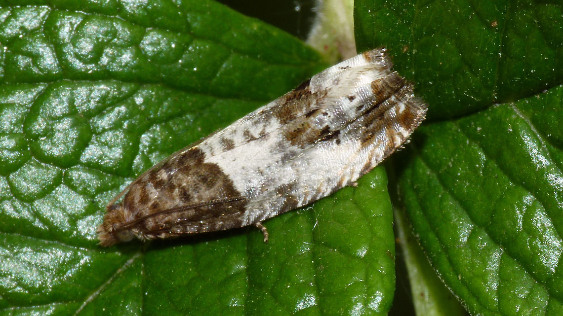 Notocelia rosaecolana Not the imago resulting from my larva (other images) but as we didn't have the moth here yet I'm adding this older image.<br />
Excellent key to "our" species of Notocelia here:<br />
<a href="https://britishlepidoptera.weebly.com/notocelia-roborana-rosaecolana-trimaculana.html" rel="nofollow">https://britishlepidoptera.weebly.com/notocelia-roborana-rosaecolana-trimaculana.html</a> Lepidoptera,Notocelia,Notocelia rosaecolana,Olethreutinae,Tortricidae