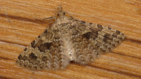 Alucita hexadactyla Incredible wingstructure Alucita,Alucita hexadactyla,Alucitidae,Lepidoptera,Twenty-plume Moth,nl: Waaiermot