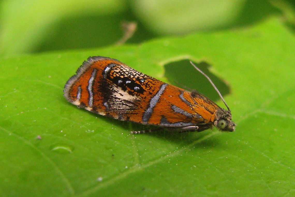 Olethreutes arcuella Small but very colourful :o) Arched Marble,Lepidoptera,Moth Week 2018,Olethreutes,Olethreutes arcuella,Olethreutinae,Tortricidae,nl: Geisha