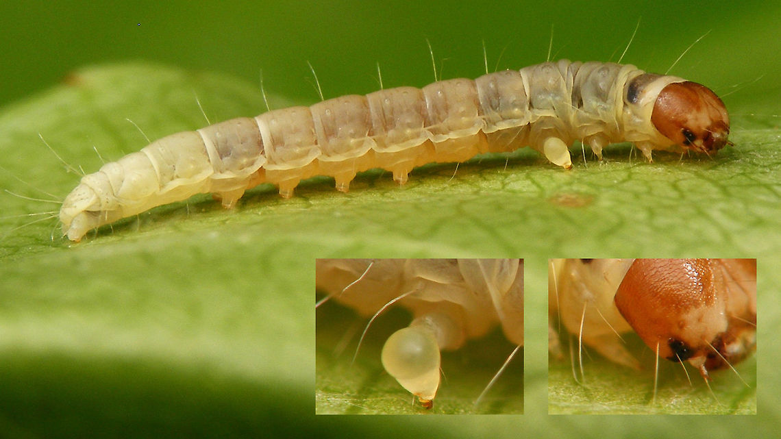 Diurnea fagella - Caterpillar collage Characteristic of the caterpillars in the family Chimabachidae is the swollen third leg that is said to have a function in &quot;drumming&quot; on the substrate to mark a territory. Chimabachidae,Diurnea,Diurnea fagella,Lepidoptera
