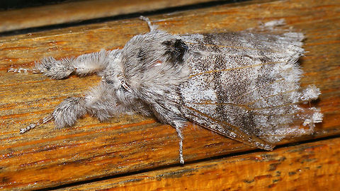 Callitearia pudibunda Just adding an image of the imago for this species.  Calliteara,Calliteara pudibunda,Lepidoptera,Lymantriidae,Orgyiini,Pale tussock,nl: Meriansborstel