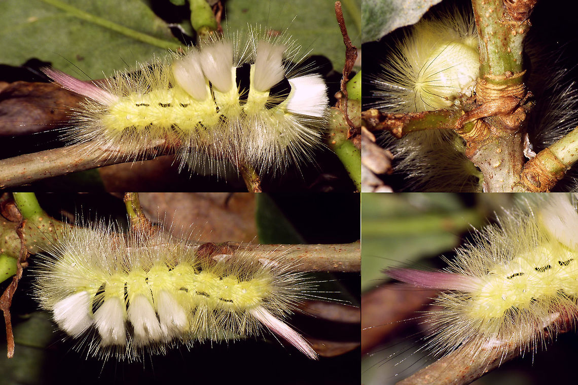 Meriansborstel Dutch vernacular name based on the paintbrush-like caterpillar, in honour of entomology artist Anna Maria Sibylla Merian<br />
<a href="https://en.wikipedia.org/wiki/Maria_Sibylla_Merian" rel="nofollow">https://en.wikipedia.org/wiki/Maria_Sibylla_Merian</a> Calliteara,Calliteara pudibunda,Caterpillar,Lepidoptera,Lymantriidae,Orgyiini,Pale tussock,nl: Meriansborstel