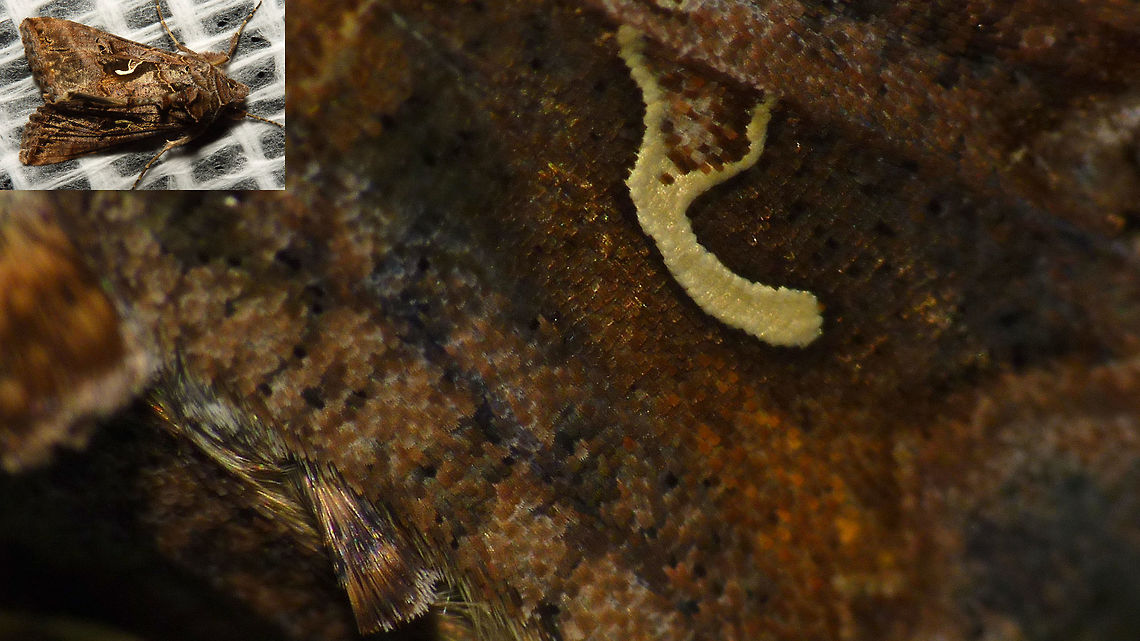 Autographa gamma - detail Y? Autographa,Autographa gamma,Lepidoptera,Noctuidae,Silver Y