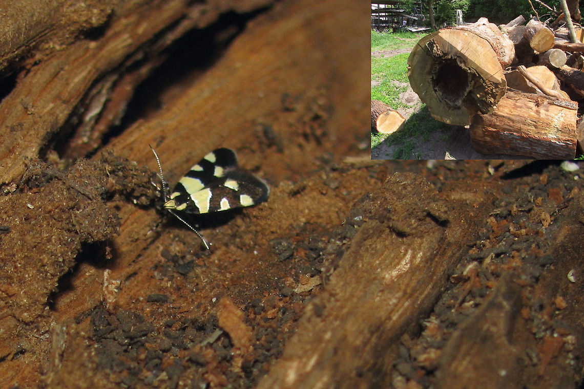 Eratophyes amasiella Hiding deep Found this one hiding deep in a trunk ... couldn't readily find a name for it (but know now, thanks to Ingrid Altmann). Not at all a rare species but I must have been looking in all the wrong places :-x Eratophyes,Eratophyes amasiella,Gelechioidea,Geotagged,Lepidoptera,Netherlands,Oecophoridae,Oecophorinae,Oecophorini,nl: Oosterse schone
