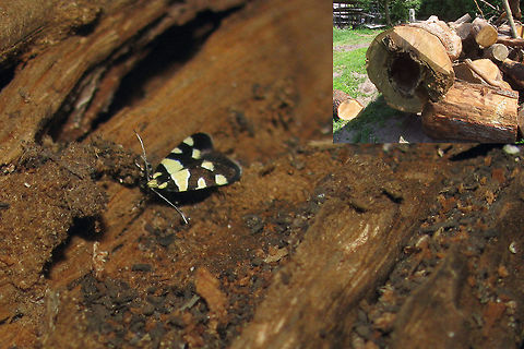 Eratophyes amasiella Hiding deep Found this one hiding deep in a trunk ... couldn't readily find a name for it (but know now, thanks to Ingrid Altmann). Not at all a rare species but I must have been looking in all the wrong places :-x Eratophyes,Eratophyes amasiella,Gelechioidea,Geotagged,Lepidoptera,Netherlands,Oecophoridae,Oecophorinae,Oecophorini,nl: Oosterse schone