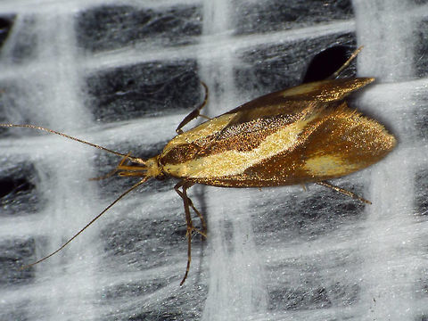 Harpella forficella Just adding some species while cleaning up my photos ... Harpella,Harpella forficella,Lepidoptera,Oecophoridae,Oecophorinae,nl: Bruine molmboorder