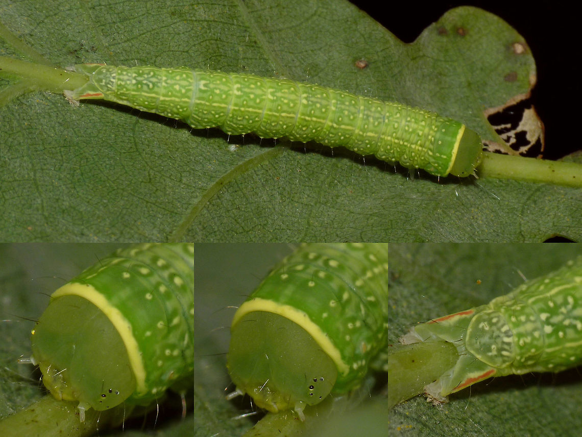 Pseudoips prasinana - Caterpillar Just adding some species while cleaning up my photos ...  Caterpillar,Green Silver-lines,Lepidoptera,Nolidae,Pseudoips,Pseudoips prasinana