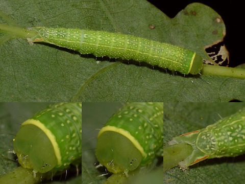 Pseudoips prasinana - Caterpillar Just adding some species while cleaning up my photos ...  Caterpillar,Green Silver-lines,Lepidoptera,Nolidae,Pseudoips,Pseudoips prasinana