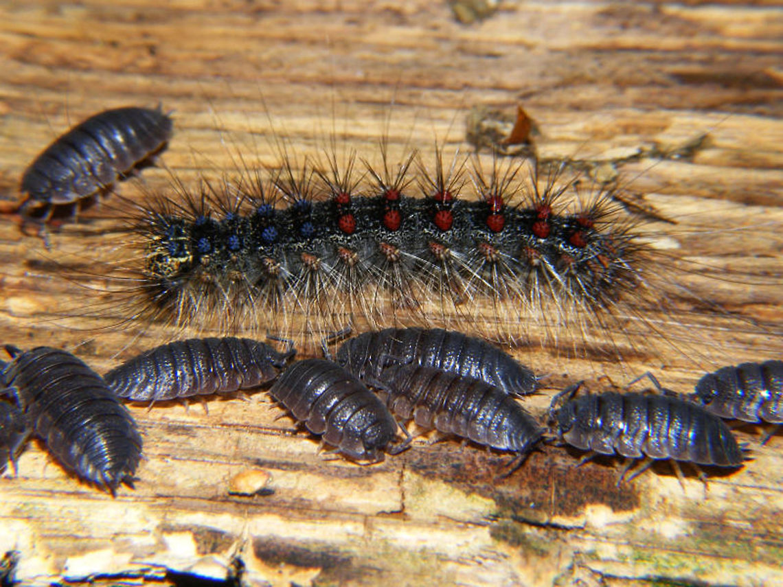 Lymantria dispar - Caterpillar  Caterpillar,Gypsy moth,Lepidoptera,Lymantria,Lymantria dispar,Lymantriidae,Oniscidea,Porcellio scaber,Porcellionidae,nl: Plakker,nl: Ruwe pissebed