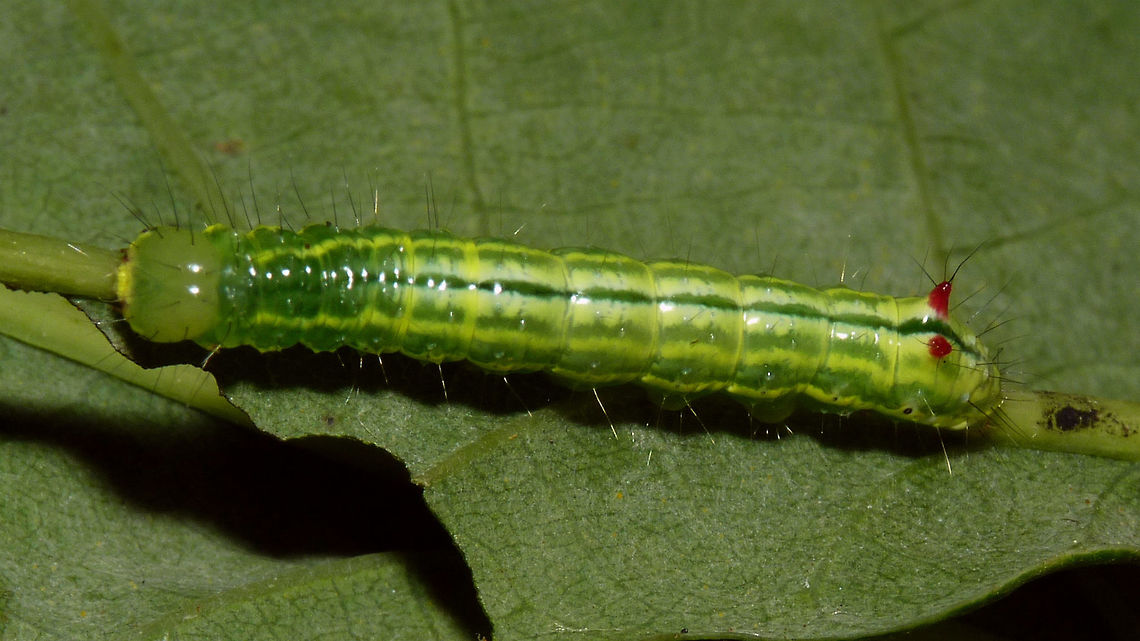 Ptilodon capucina - Caterpillar Just adding an image for the caterpillar Caterpillar,Coxcomb Prominent,Lepidoptera,Notodontidae,Ptilodon,Ptilodon capucina