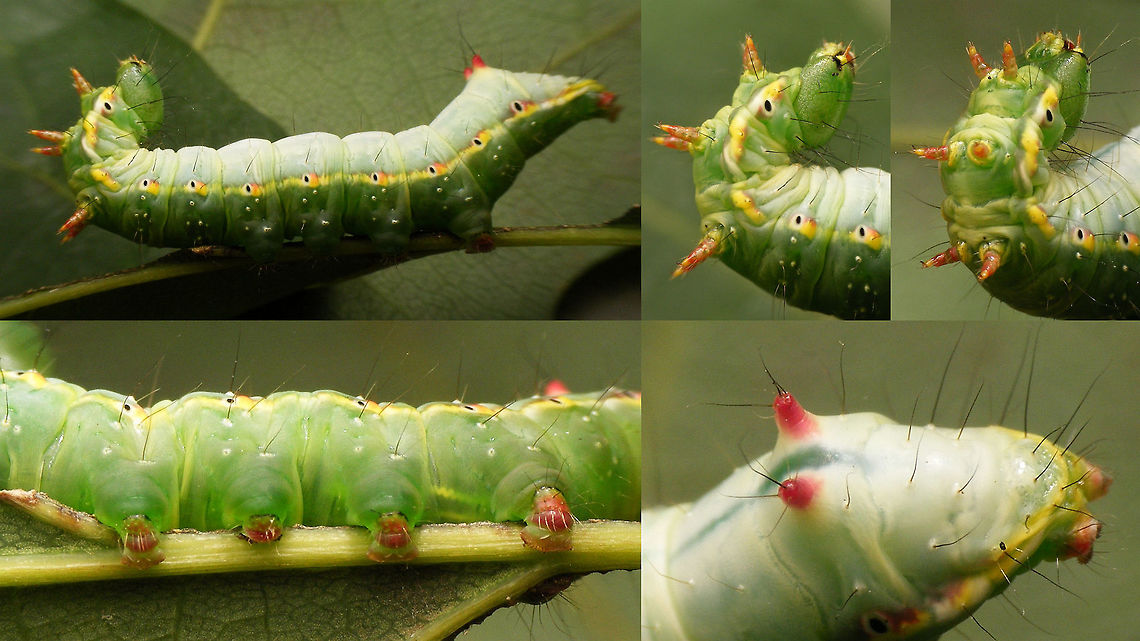 Ptilodon capucina - Older caterpillar Older caterpillar of Ptilodon capucina in typical defense posture Caterpillar,Coxcomb Prominent,Lepidoptera,Notodontidae,Ptilodon,Ptilodon capucina