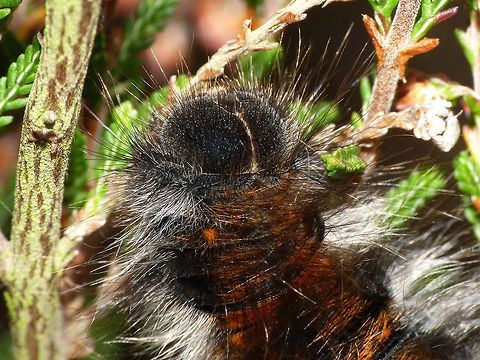 Macrothylacia rubi - Caterpillar head Whole animal:
https://www.jungledragon.com/image/54629/macrothylacia_rubi_-_caterpillar.html Caterpillar,Lasiocampidae,Lepidoptera,Macrothylacia,Macrothylacia rubi