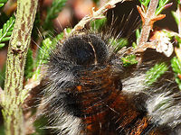Macrothylacia rubi - Caterpillar head Whole animal:<br />
https://www.jungledragon.com/image/54629/macrothylacia_rubi_-_caterpillar.html Caterpillar,Lasiocampidae,Lepidoptera,Macrothylacia,Macrothylacia rubi