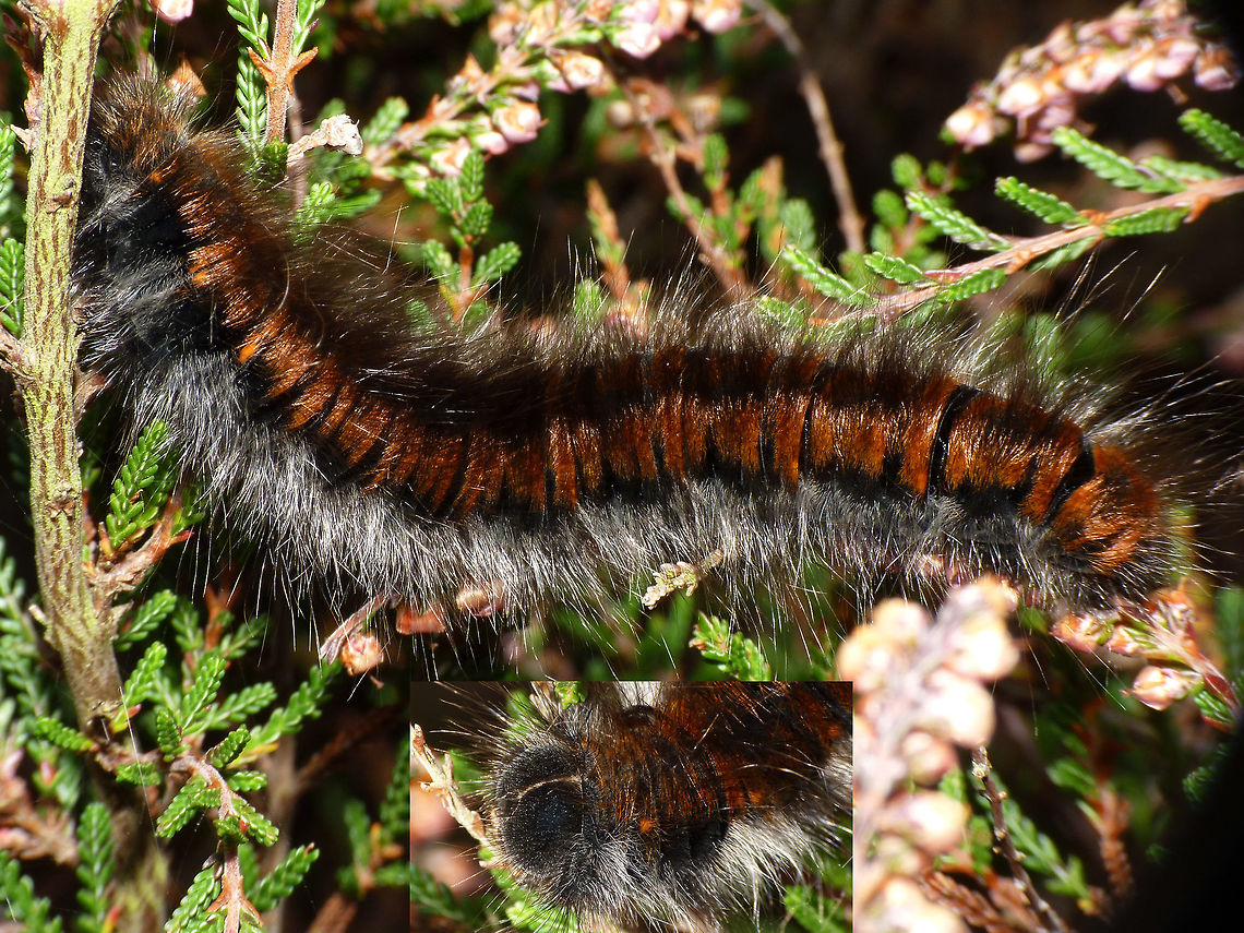 Macrothylacia rubi - Caterpillar Detail of head:<br />
<figure class="photo"><a href="https://www.jungledragon.com/image/54628/macrothylacia_rubi_-_caterpillar_head.html" title="Macrothylacia rubi - Caterpillar head"><img src="https://s3.amazonaws.com/media.jungledragon.com/images/3043/54628_thumb.jpg?AWSAccessKeyId=05GMT0V3GWVNE7GGM1R2&Expires=1769040010&Signature=EH2Mwbop5fxRnRYiSbjyN6yQsiU%3D" width="200" height="150" alt="Macrothylacia rubi - Caterpillar head Whole animal:<br />
https://www.jungledragon.com/image/54629/macrothylacia_rubi_-_caterpillar.html Caterpillar,Lasiocampidae,Lepidoptera,Macrothylacia,Macrothylacia rubi" /></a></figure> Caterpillar,Lasiocampidae,Lepidoptera,Macrothylacia,Macrothylacia rubi