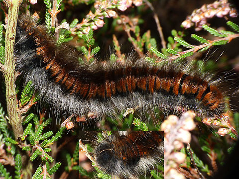 Macrothylacia rubi - Caterpillar Detail of head:
https://www.jungledragon.com/image/54628/macrothylacia_rubi_-_caterpillar_head.html Caterpillar,Lasiocampidae,Lepidoptera,Macrothylacia,Macrothylacia rubi