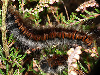 Macrothylacia rubi - Caterpillar Detail of head:<br />
https://www.jungledragon.com/image/54628/macrothylacia_rubi_-_caterpillar_head.html Caterpillar,Lasiocampidae,Lepidoptera,Macrothylacia,Macrothylacia rubi