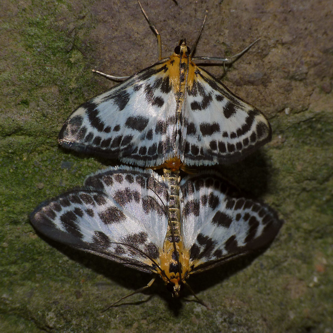 Anania hortulata - Copula Small magpie (Anania hortulata) in copula Anania,Anania hortulata,Copulation,Crambidae,Lepidoptera,Moth Week 2018,Small magpie