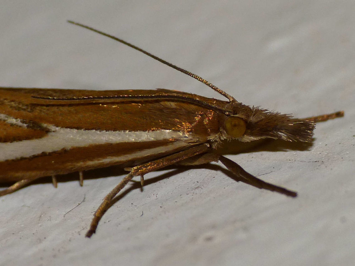 Starsky & Hutch Moth :o) Crambidae,Crambus,Crambus pratella,Lepidoptera