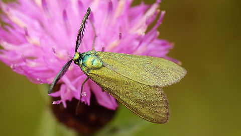 Adscita statices Single male Adscita,Adscita statices,Green forester,Lepidoptera,Zygaenidae