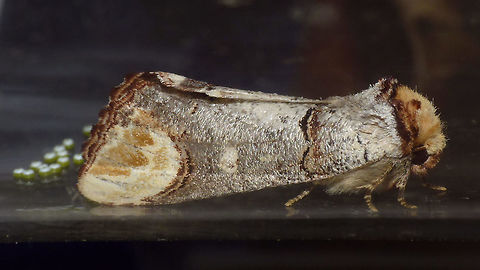Phalera bucephala w Ovae Somehow this Buff-tip (Phalera bucephala) ended up in a glass cylinder used as a breeding cage for something else (Caliroa larvae) and when I first saw it, it had already laid some eggs on the glass. Set it free in the garden and took some more pictures:
https://www.jungledragon.com/image/54635/phalera_bucephala_-_dorsal.html
https://www.jungledragon.com/image/54636/phalera_bucephala_-_lateral.html Buff-tip,Jane's garden,Lepidoptera,Notodontidae,Phalera,Phalera bucephala,nl: Wapendrager