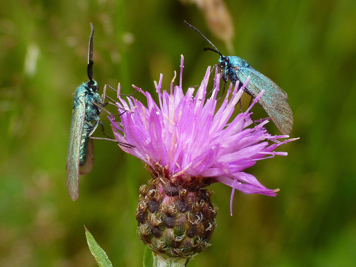 Adscita statices - Pair Male (left) and female (right) Adscita,Adscita statices,Green forester,Lepidoptera,Zygaenidae
