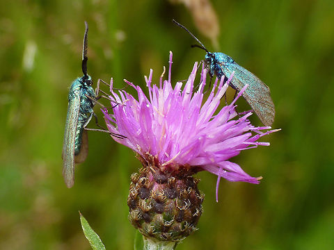 Adscita statices - Pair Male (left) and female (right) Adscita,Adscita statices,Green forester,Lepidoptera,Zygaenidae