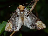 Phalera bucephala - Dorsal Dorsal view of Buff-tip (Phalera bucephala). Other views of same animal here:<br />
https://www.jungledragon.com/image/54633/phalera_bucephala_w_ovae.html<br />
https://www.jungledragon.com/image/54636/phalera_bucephala_-_lateral.html Buff-tip,Jane's garden,Lepidoptera,Notodontidae,Phalera,Phalera bucephala,nl: Wapendrager
