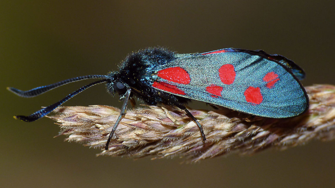 Zygaena filipendulae Sorry, we have plenty of those already, but I just wanted to add one with a CC0 public domain license. Lepidoptera,Six-spot burnet,Zygaena,Zygaena filipendulae,Zygaenidae