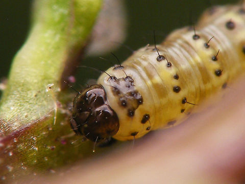 Cucullia scrophulariae - Caterpillar young detail Other images of same young Water Betony caterpillar:
https://www.jungledragon.com/image/54639/cucullia_scrophulariae_-_caterpillar_young.html
https://www.jungledragon.com/image/54640/cucullia_scrophulariae_-_caterpillar_young_w_cionus_cocoon.html Caterpillar,Cucullia,Cucullia scrophulariae,Jane's garden,Lepidoptera,Noctuidae,Shargacucullia,Shargacucullia scrophulariae,Water Betony,nl: Helmkruidvlinder