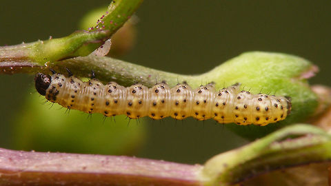 Cucullia scrophulariae - Caterpillar young Other images of same young Water Betony caterpillar:
https://www.jungledragon.com/image/54640/cucullia_scrophulariae_-_caterpillar_young_w_cionus_cocoon.html
https://www.jungledragon.com/image/54638/cucullia_scrophulariae_-_caterpillar_young_detail.html Caterpillar,Cucullia,Cucullia scrophulariae,Jane's garden,Lepidoptera,Noctuidae,Shargacucullia,Shargacucullia scrophulariae,Water Betony,nl: Helmkruidvlinder