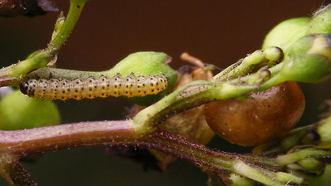 Cucullia scrophulariae - Caterpillar young w Cionus cocoon Young caterpillar of the Water Betony (Cucullia scrophulariae) with a Cionus cocoon (probably C. tuberculosus) for size.
Compare to the image of an older caterpillar, also with a similar cocoon:
https://www.jungledragon.com/image/54641/cucullia_scrophulariae_-_caterpillar_old_w_cionus_cocoon.html Caterpillar,Cionus,Cocoon,Cucullia,Cucullia scrophulariae,Jane's garden,Lepidoptera,Noctuidae,Shargacucullia,Shargacucullia scrophulariae,Water Betony,nl: Helmkruidvlinder