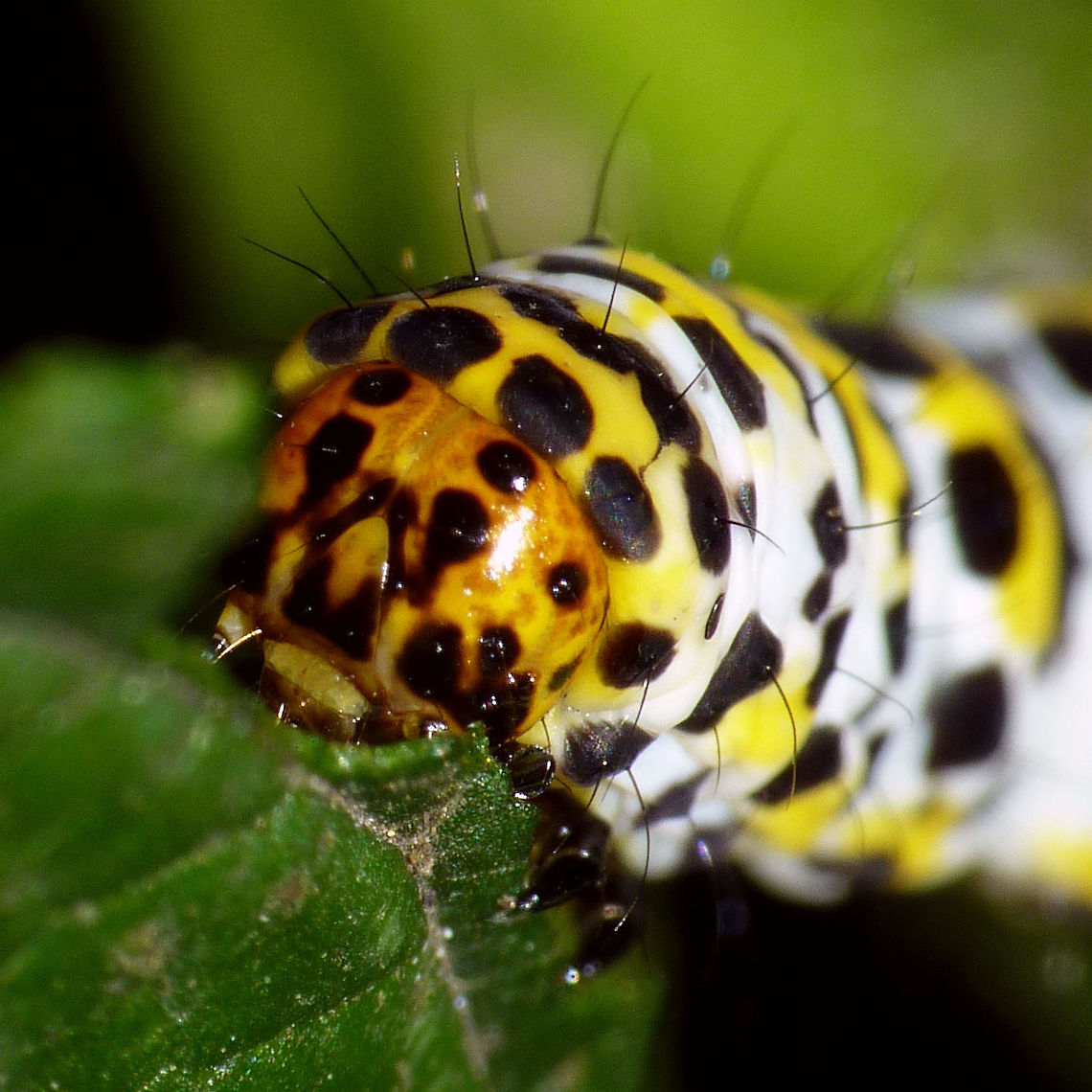 Cucullia scrophulariae - Caterpillar old detail Portrait of an older Water Betony caterpillar Caterpillar,Cucullia,Cucullia scrophulariae,Jane's garden,Lepidoptera,Noctuidae,Shargacucullia,Shargacucullia scrophulariae,Water Betony,nl: Helmkruidvlinder