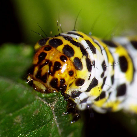 Cucullia scrophulariae - Caterpillar old detail Portrait of an older Water Betony caterpillar Caterpillar,Cucullia,Cucullia scrophulariae,Jane's garden,Lepidoptera,Noctuidae,Shargacucullia,Shargacucullia scrophulariae,Water Betony,nl: Helmkruidvlinder