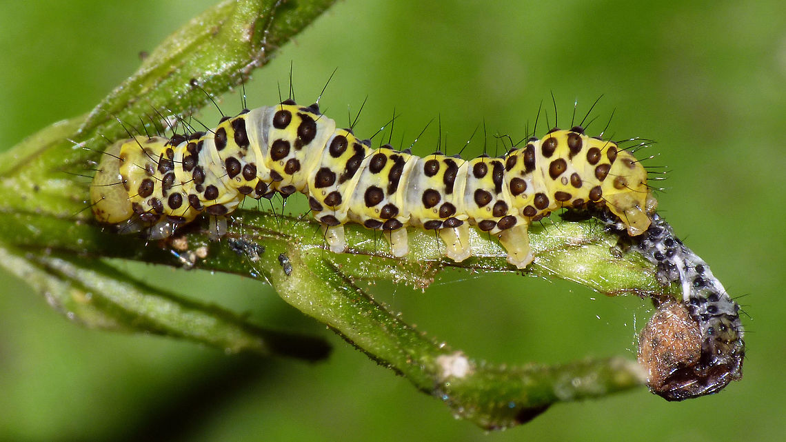 Cucullia scrophulariae - Caterpillar moulting Caterpillae of the Water Betony (Cucullia scrophulariae) at the end of a moulting process - note the exuviae just under the tail end of the fresh caterpillar.  Caterpillar,Cucullia,Cucullia scrophulariae,Exuviae,Jane's garden,Lepidoptera,Moulting,Noctuidae,Shargacucullia,Shargacucullia scrophulariae,Teneral,Water Betony,nl: Helmkruidvlinder