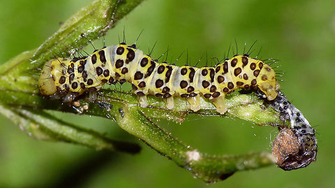 Cucullia scrophulariae - Caterpillar moulting Caterpillae of the Water Betony (Cucullia scrophulariae) at the end of a moulting process - note the exuviae just under the tail end of the fresh caterpillar.  Caterpillar,Cucullia,Cucullia scrophulariae,Exuviae,Jane's garden,Lepidoptera,Moulting,Noctuidae,Shargacucullia,Shargacucullia scrophulariae,Teneral,Water Betony,nl: Helmkruidvlinder