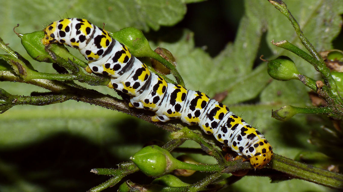 Cucullia scrophulariae - Caterpillar older More mature caterpillar of Cucullia scrophulariae Caterpillar,Cucullia,Cucullia scrophulariae,Jane's garden,Lepidoptera,Noctuidae,Shargacucullia,Shargacucullia scrophulariae,Water Betony,nl: Helmkruidvlinder