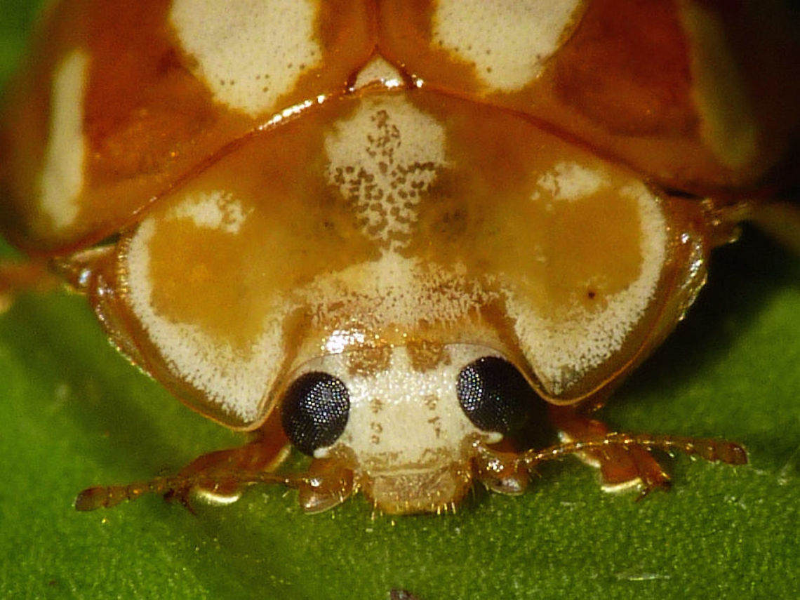 Calvia decemguttata - Mugshot  Calvia,Calvia decemguttata,Coccinellidae,Coccinellinae,Coleoptera,Ladybird,nl: Tienvleklieveheersbeestje