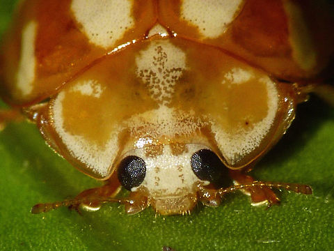 Calvia decemguttata - Mugshot  Calvia,Calvia decemguttata,Coccinellidae,Coccinellinae,Coleoptera,Ladybird,nl: Tienvleklieveheersbeestje