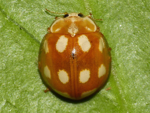 Calvia decemguttata - Dorsal  Calvia,Calvia decemguttata,Coccinellidae,Coccinellinae,Coleoptera,Ladybird,nl: Tienvleklieveheersbeestje