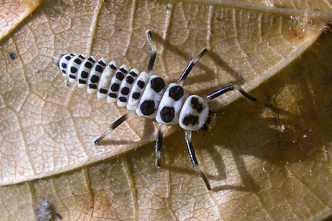 Calvia decemguttata - Larva  Calvia,Calvia decemguttata,Coccinellidae,Coccinellinae,Coleoptera,Ladybird,Larva,nl: Tienvleklieveheersbeestje
