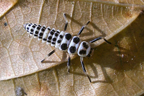 Calvia decemguttata - Larva  Calvia,Calvia decemguttata,Coccinellidae,Coccinellinae,Coleoptera,Ladybird,Larva,nl: Tienvleklieveheersbeestje