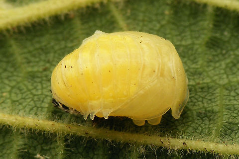 Calvia decemguttata - Pupa  Calvia,Calvia decemguttata,Coccinellidae,Coccinellinae,Coleoptera,Ladybird,Pupa,nl: Tienvleklieveheersbeestje