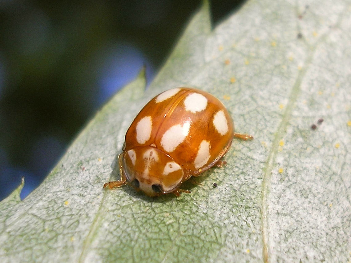 Calvia decemguttata  Calvia,Calvia decemguttata,Coccinellidae,Coccinellinae,Coleoptera,Ladybird,nl: Tienvleklieveheersbeestje