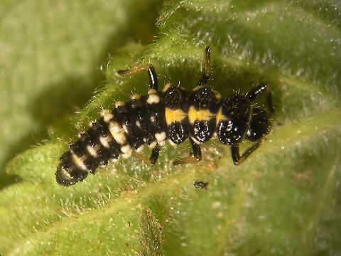 Oenopia impustulata - Larva Late instar larva of the scarce Oenopia impustulata. Sometime in 2011 Lo Troisfontaine sent me a female beetle he had found in Limburg (Netherlands) and by the time it arrived she had laid a few eggs in the little box, so I was exited at the opportunity and tried raising the resulting larvae to adulthood. This proofed to be a challenging undertaking as they needed aphids taken from Downy Birches found mostly in bogs. At the time my images were the only photos of larvae available for this species and they still might be :o)

Update/Note:
Erratum for: Nedvěd, Oldřich (2015/2020) Brouci Čeledi Slun&eacute;čkovit&iacute; Středn&iacute; Evropy / Ladybird Beetles (Coccinellidae) of Central Europe.  Zoologick&eacute; Kl&iacute;če / Zoological Keys, Volume: 4. Praha: Academia.

A few years back a wonderfully detailed book by Oldřich Nedvěd came out, titled : "Ladybird beetles (Coccinellidae) of Central Europe" (bilingual Cz/En). A must-have for anyone seriously interested in Coccinellids.

Unfortunately, there was a mix-up with one of the images:
In the first edition, image FL59 (page LVIII) for the larva of Oenopia conglobata actually shows a yellow form of a Propylea quatuordecimpunctata larva.

At the time, I wrote Oldřich a note to alert him to this and at the same time offered him the above image for a possible future edition as the book did not have an image for the larva of Oenopia impustulata (as stated above, to my knowledge, my images are still the only around). I was assuming he would have ample replacement for the erroneous O. conglobata larva himself.

This year (April 2020) the second edition came out, but to my dismay the above image of Oenopia impustulata was used as a replacement for the erroneous image of Oenopia conglobata.
The text in the book has always been clear enough about the subtle differences between the larvae of the two, so I have to assume that my communications about the photos must have caused the confusion and hence the new error. I'm really sad about this situation (sorry Olda!).

So, to be clear: The second edition of the book (2020) now shows the above image as FL59 for Oenopia conglobata. It is not. It is Oenopia impustulata.
For those who own the book: A proper image of the larva of Oenopia conglobata is here:
https://www.jungledragon.com/image/54378/oenopia_conglobata_-_larva_eating.html
A rather old side-by-side showing the confusingly similar larva of the the three species invloved is here:
https://www.jungledragon.com/image/63722/propylea_vs_oenopia_larvae.html
- - - -
Update April 2021: This image is now also used in;
Roy. Helen; Brown, Peter; Lewington, Richard; Tacoma-Krist, Gerrian (2021) Veldgids Lieveheersbeestjes voor Nederland en Vlaanderen. Utrecht/Antwerpen: Kosmos uitgevers.
Update May 2023: This image was also used on page 308 in the book "Marienk&auml;fer, Coccinellidae" (5th edition, 2022) by Klausnitzer et al. Die Neue Brehm-B&uuml;cherei, Band 451. https://www.neuebrehm.de/buecher/766-marienkaefer Coccinellidae,Coccinellinae,Ladybird,Larva,Oenopia,Oenopia impustulata,nl: Ongevlekt lieveheersbeestje