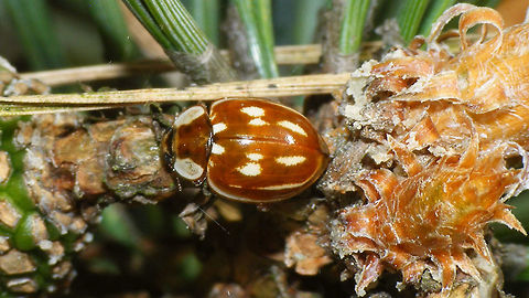 Myzia oblongoguttata  Coccinellidae,Coccinellinae,Coleoptera,Ladybird,Myzia,Myzia oblongoguttata,Striped Ladybird,nl: Gestreept lieveheersbeestje