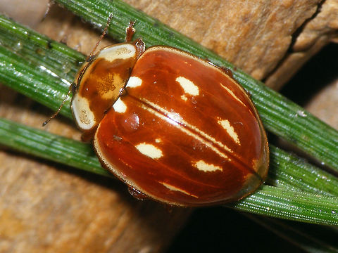 Myzia oblongoguttata - Dorsal  Coccinellidae,Coccinellinae,Coleoptera,Ladybird,Myzia,Myzia oblongoguttata,Striped Ladybird,nl: Gestreept lieveheersbeestje