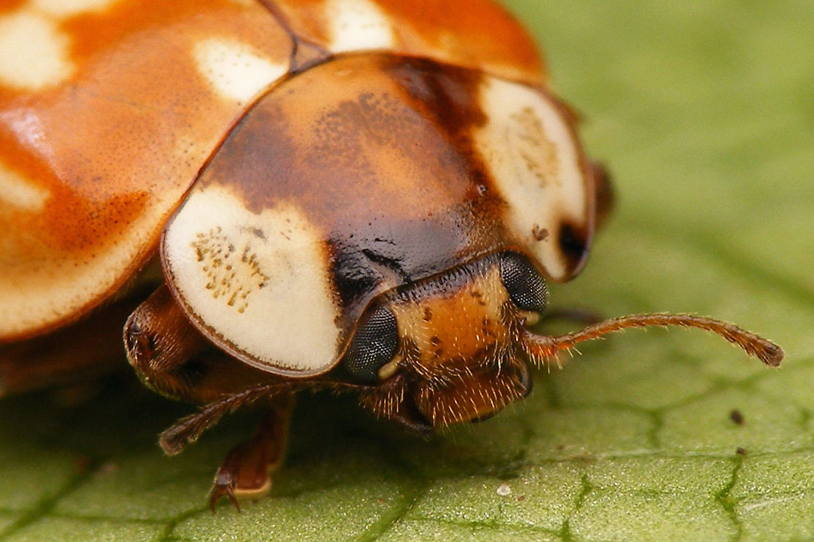 Myzia oblongoguttata - Portrait  Coccinellidae,Coccinellinae,Coleoptera,Ladybird,Myzia,Myzia oblongoguttata,Striped Ladybird,nl: Gestreept lieveheersbeestje