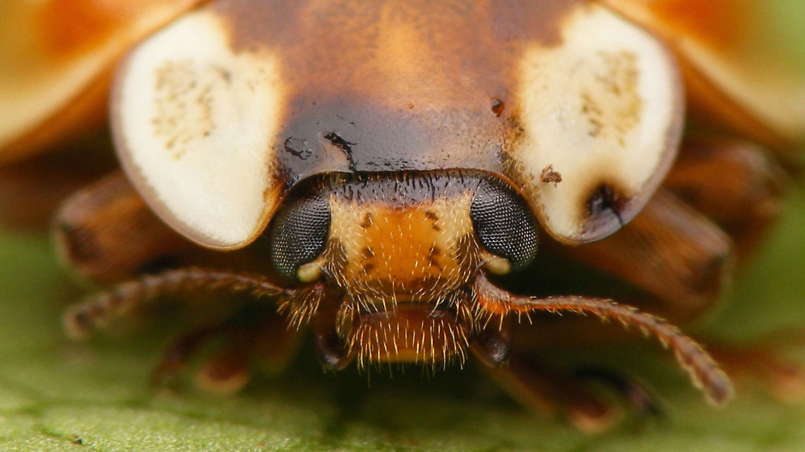 Myzia oblongoguttata - Mugshot  Coccinellidae,Coccinellinae,Coleoptera,Ladybird,Myzia,Myzia oblongoguttata,Striped Ladybird,nl: Gestreept lieveheersbeestje