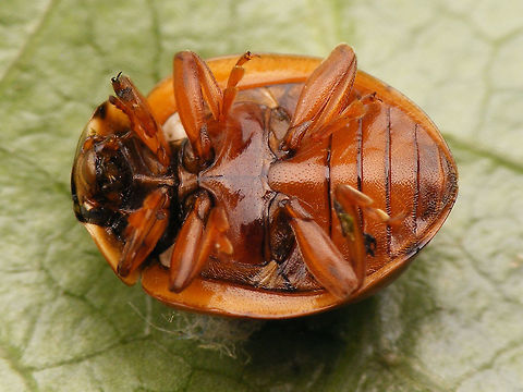 Myzia oblongoguttata - Ventral  Coccinellidae,Coccinellinae,Coleoptera,Ladybird,Myzia,Myzia oblongoguttata,Striped Ladybird,nl: Gestreept lieveheersbeestje