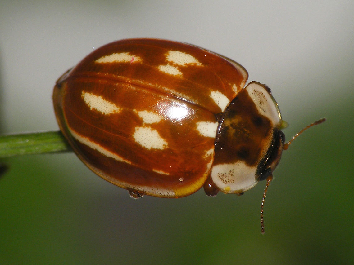 Myzia oblongoguttata - Dorsolateral  Coccinellidae,Coccinellinae,Coleoptera,Ladybird,Myzia,Myzia oblongoguttata,Striped Ladybird,nl: Gestreept lieveheersbeestje